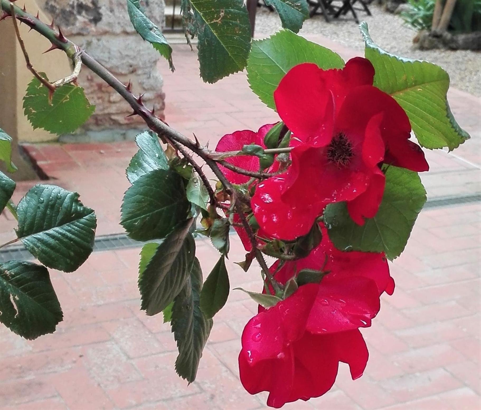 Casole dʼElsa Fattoria Agriturismo Nerbona מראה חיצוני תמונה
