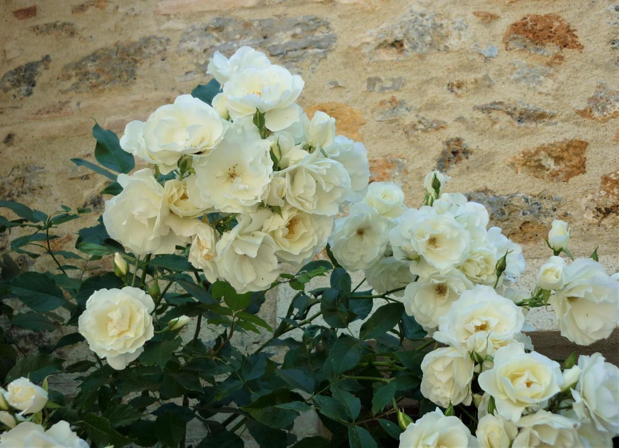 Casole dʼElsa Fattoria Agriturismo Nerbona מראה חיצוני תמונה